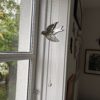 Fugl lysfanger - Thumbnail Image 1